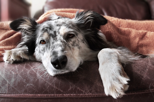 Kranker Hund liegt auf einem Sessel