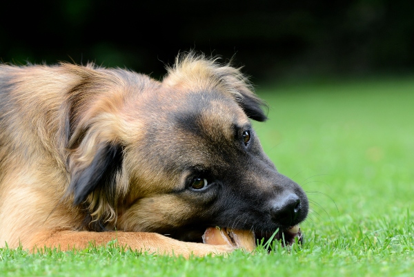 langer-knabberspass-fuer-den-hund-hundewurzeln-knabberspass