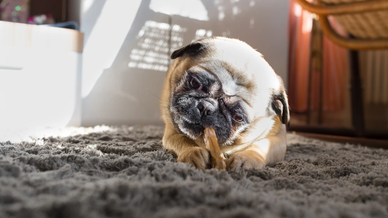 Hunde bauen beim Knabbern Stress ab. Mops knabbert am Kauknochen aus Nackensehnen