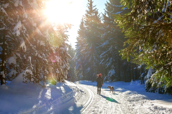 Frau und Hund machen einen Spaziergang im sonnigen Winterwald