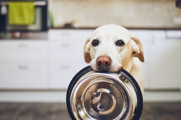 Fuer welche Hunde eignen sich Insektensnacks