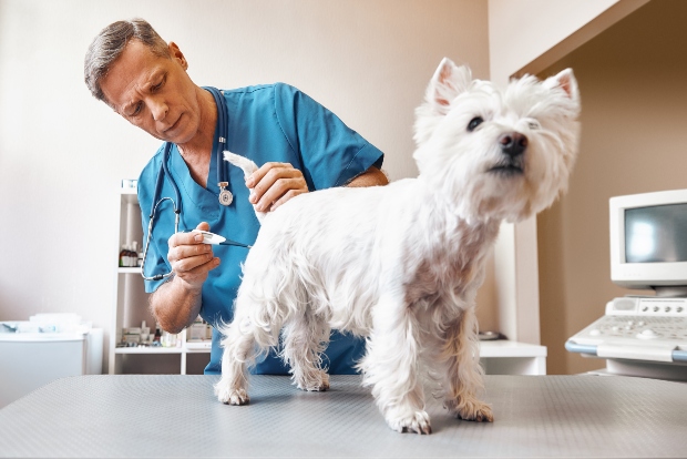 Tierarzt misst Fieber beim Hund