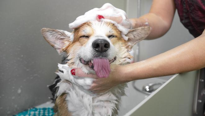 Hund baden – so gelingt’s richtig!
