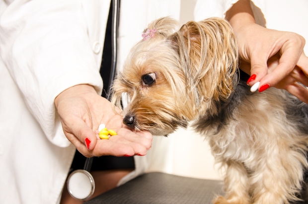 Hund bekommt Medizin von einer Tierärztin - wenn der Hund erkältet ist und Grippe hat