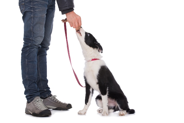 Hund erhaelt Belohnung koestliche-trainingsleckerchen