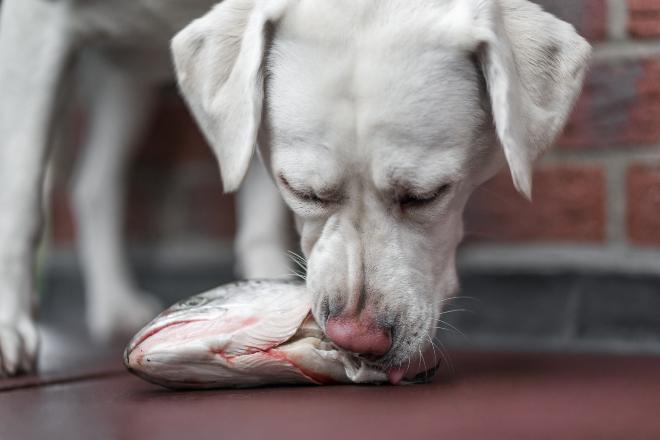 Getrocknete Fischhaut für Hunde