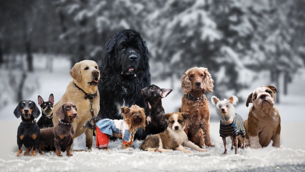 Gruppe von Hunden im Winter - Ein Hund erkältet so leicht