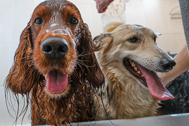 2 Hunde in der Badewanne