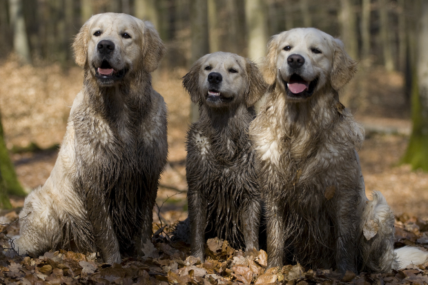 3 Welpen mit verdrecktem Fell - die Hunde können baden