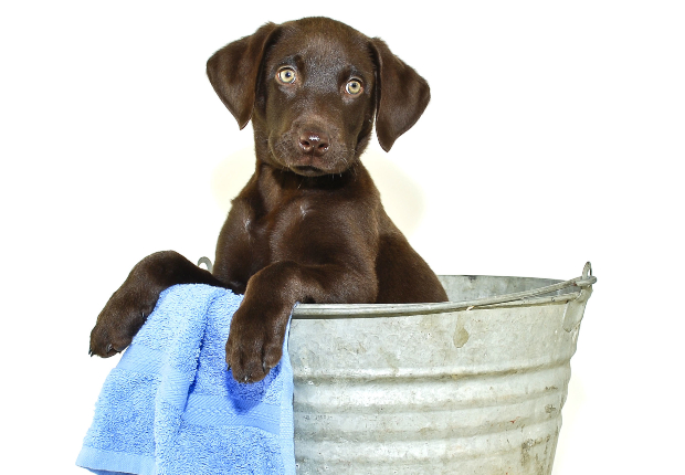 Welpe in Wanne für ein Bad - Hund soll baden