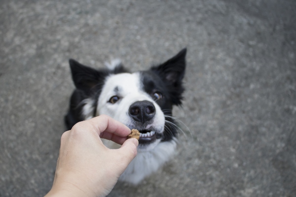 hund-leckerchen-hand-koestliche-trainingsleckerchen