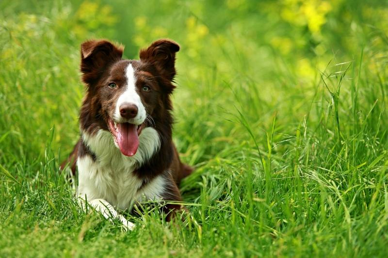 Insektensnacks für Hunde