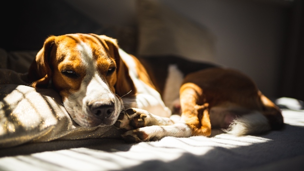 Wenn der Hund erkältet ist HundeKausnacks Magazin
