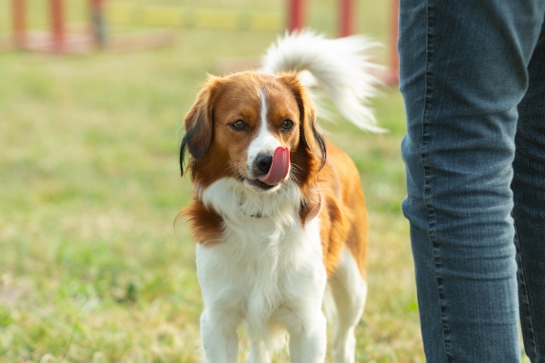 trainingsleckerchen-schmecken-dem-hund