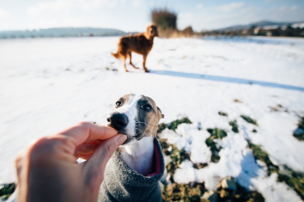 winterwanderung-mit-hund-groesse