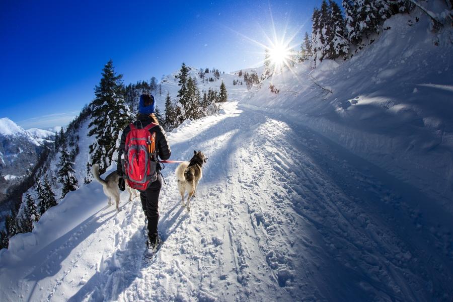Winterwanderung mit Hund