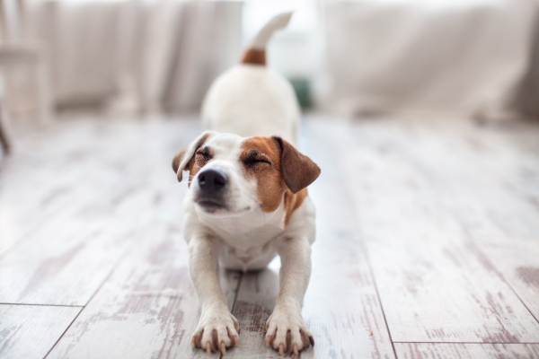 wohnung-sollte-gross-genug-sein-wohnungssuche-mit-hund