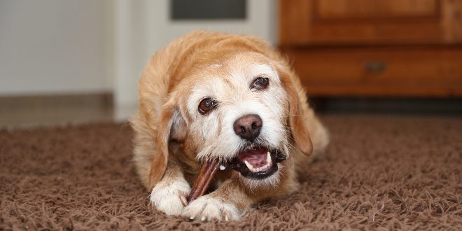 Hund frisst Kaurollen für Hunde