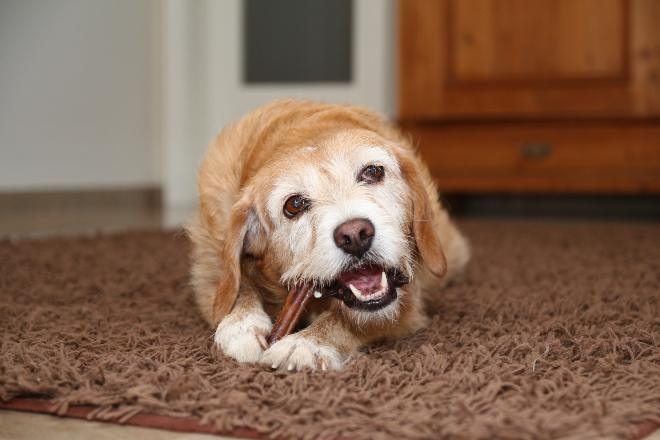 Hund frisst Kaurollen für Hunde