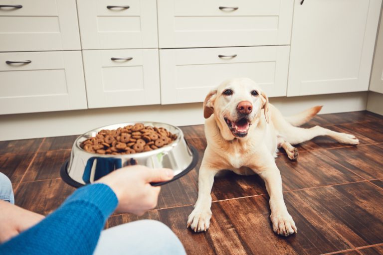 Wie oft den Hund füttern? | Hunde-Kausnacks Magazin