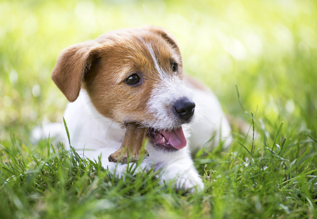 Junger Hund mit Hundekausnack