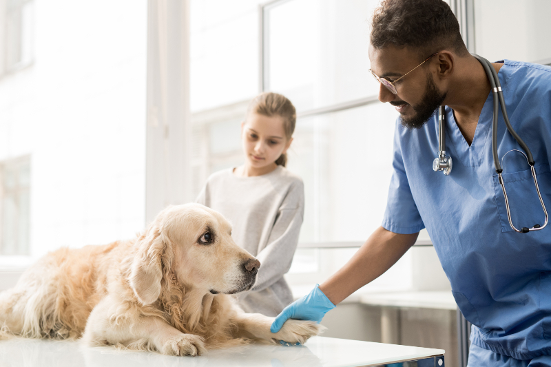 Hund beim Tierarzt - Magenprobleme bei Hunden können durch Krankheit verursacht sein