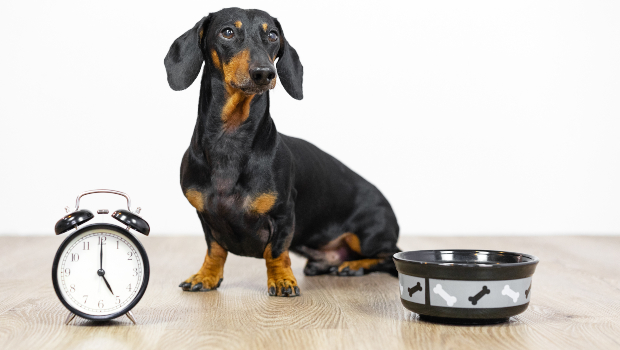 Regelmässigkeit bei der Fütterung ist für jeden Hund vorteilhaft Hund sitzt zwischen Wecker und Fressnapf