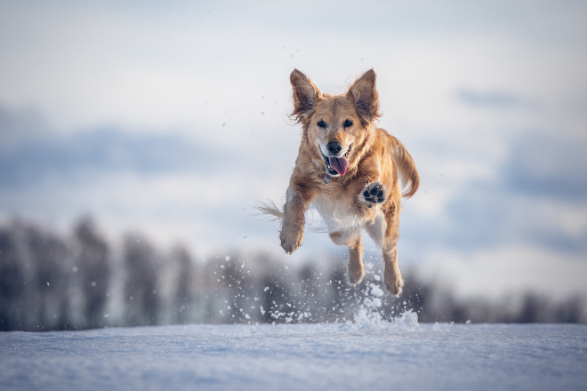 Hund springt durch den Schnee - Magenprobleme bei Hunden können durch Ernährung und Sport verhindert werden