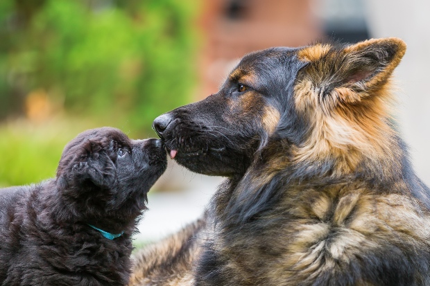 Schäferhund und Welpe