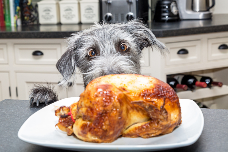 Hund starrt auf gebratenes Hühnchen - fettes Essen kann Magenprobleme bei Hunden auslösen