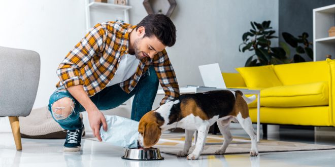 Wie Oft Den Hund Futtern Hunde Kausnacks Magazin