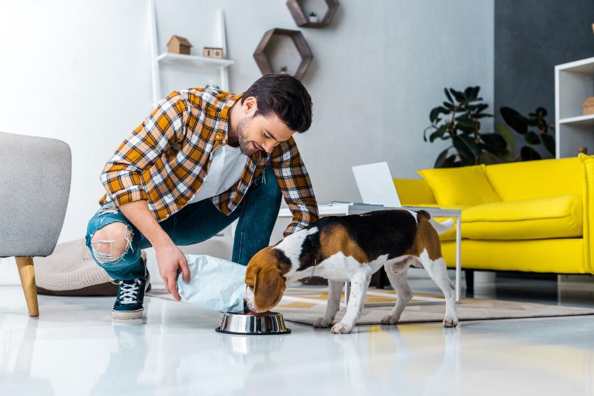 Wie oft sollte ein Hund gefüttert werden?