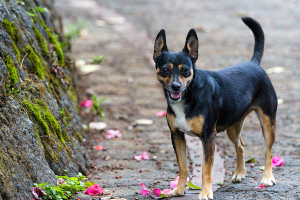 Hund mit aufgestellter Rute