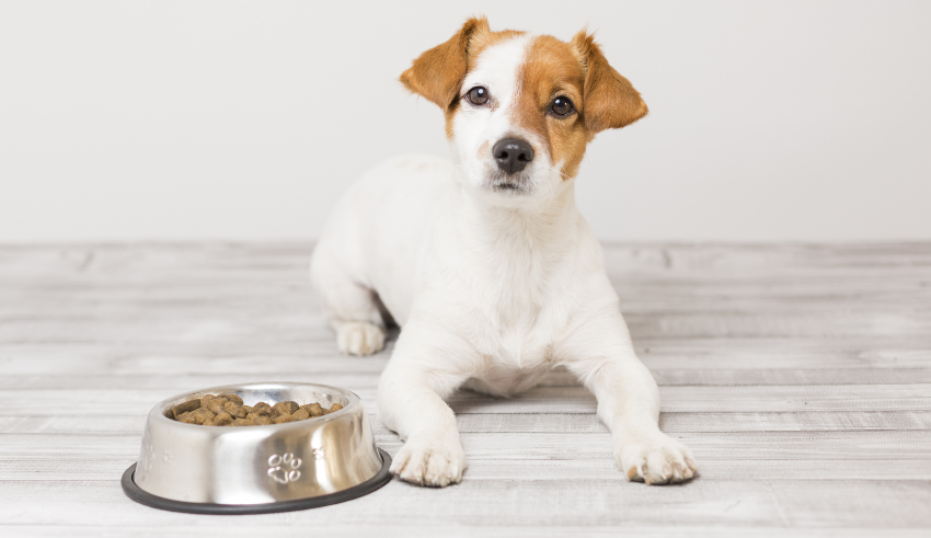 Junger Hund mit Fressnapf