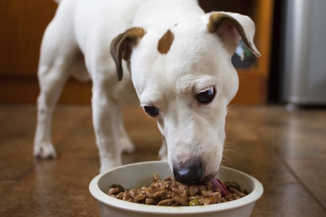 Junger Hund frisst