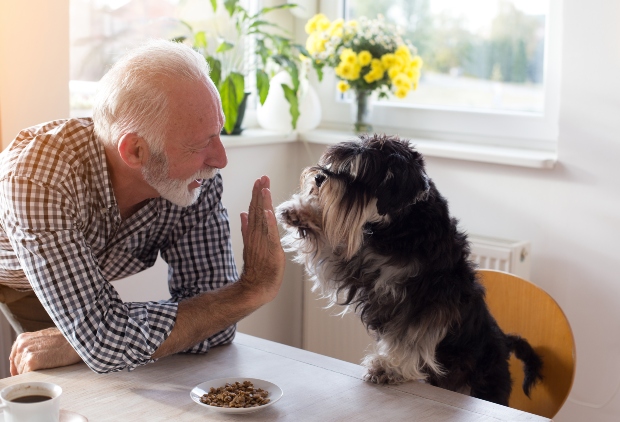 Mann und Hund geben sich ein High Five