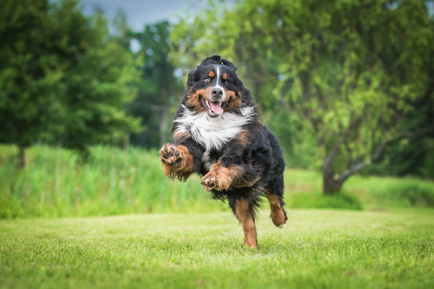 Fröhlicher springernder Hund