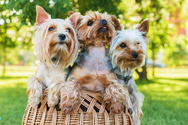 Yorkshire Terrier in einem Korb