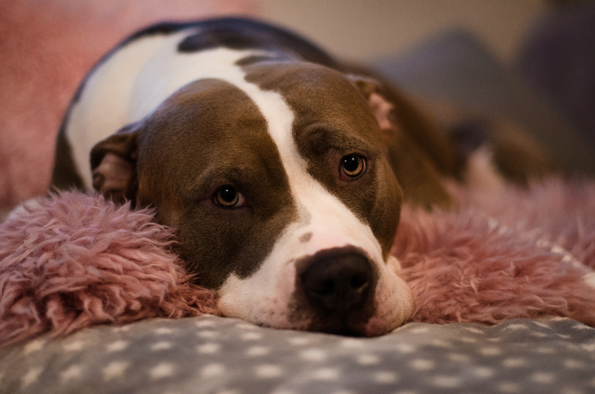 magen darm infekt hund symptome