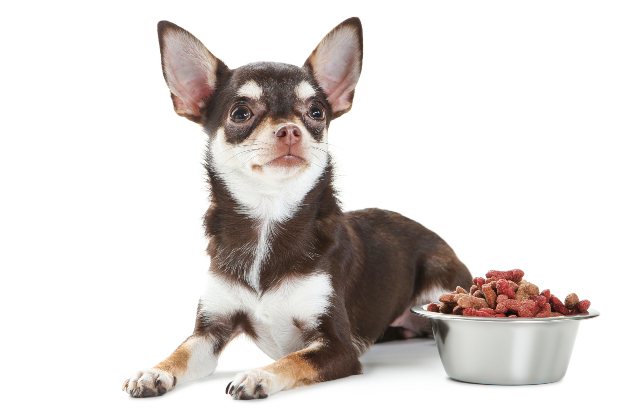 Chihuahua mit Hundefutter