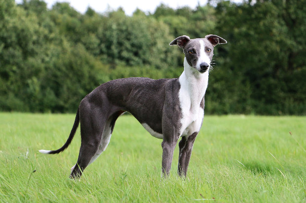 Ein drahtiger Greyhound : dies ist kein Hund mit Untergewicht