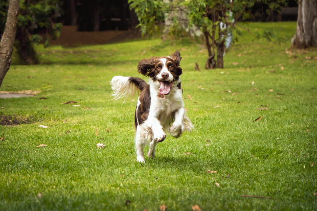 Hund rennt im Park