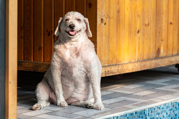 Hund Atmet Schnell Im Ruhezustand Captions Quotes