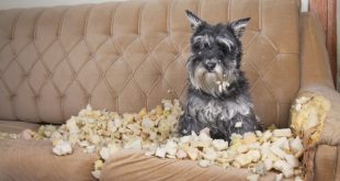 Hund auf kaputter COuch - Hund abgewöhnen, auf Couch zu gehen