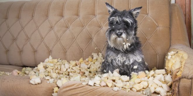 Hund auf kaputter COuch - Hund abgewöhnen, auf Couch zu gehen