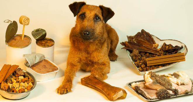Welches Ernährungskonzept für den Hund ist das richtige?