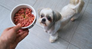 Shih Tzu bekommt Futter -Kaninchenfleisch für Hunde