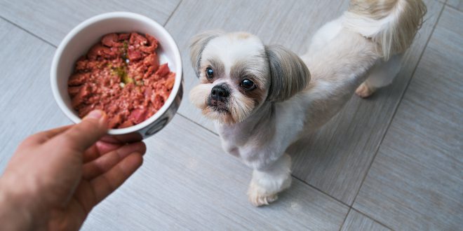 Shih Tzu bekommt Futter -Kaninchenfleisch für Hunde