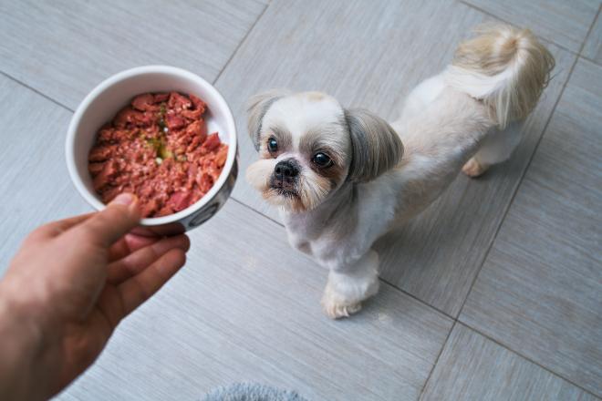 Shih Tzu bekommt Futter -Kaninchenfleisch für Hunde