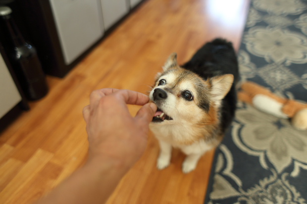 Hund bekommt Leckerli - Hund abgewöhnen, auf Couch zu gehen